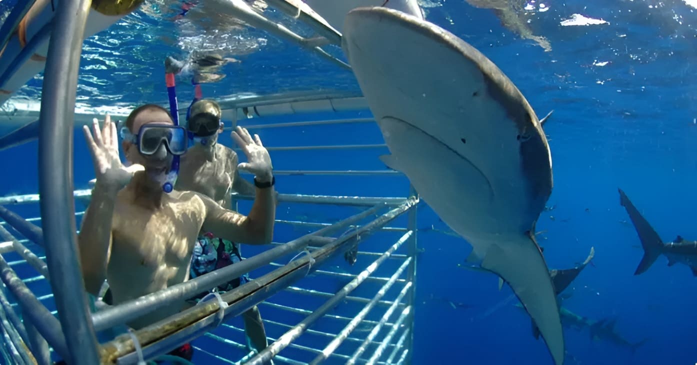 Hawaii Shark Encounters